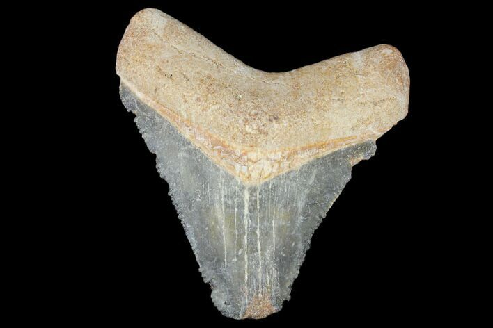 Bargain, Fossil Megalodon Tooth - Florida #103366